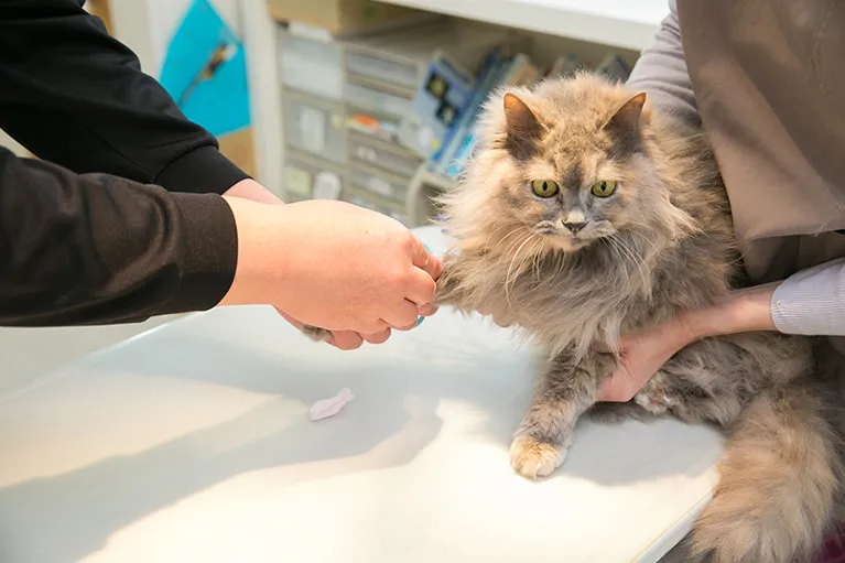 ワクチン接種の重要性