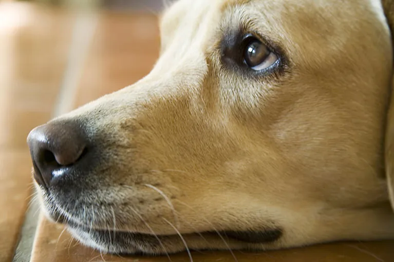 狂犬病ワクチン