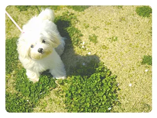 QOL向上の為の 統合医療