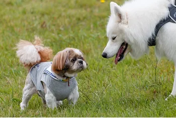 ペットQOL向上のための統合治療