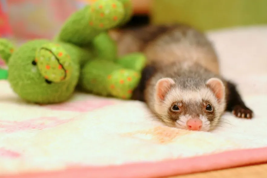 エキゾチック・アニマル