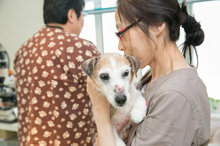 当院の去勢・避妊手術について